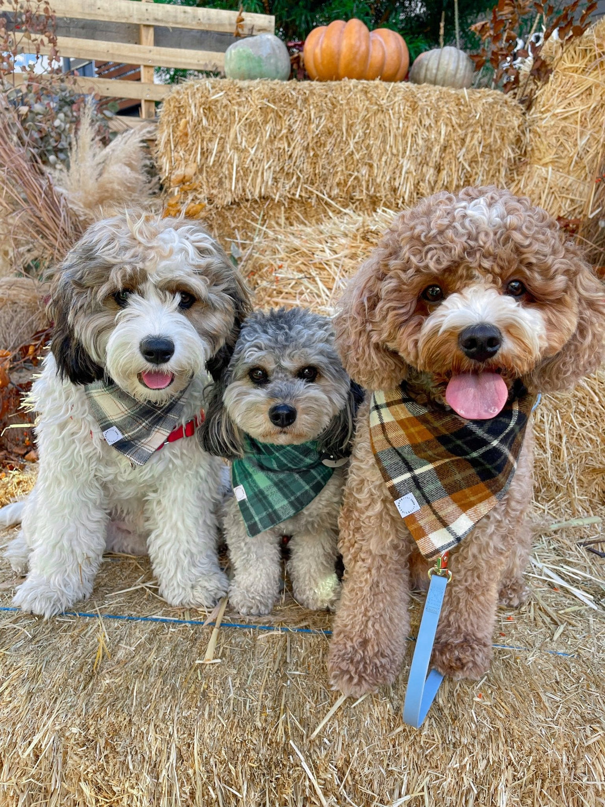 Forest Plaid Flannel Dog Bandana