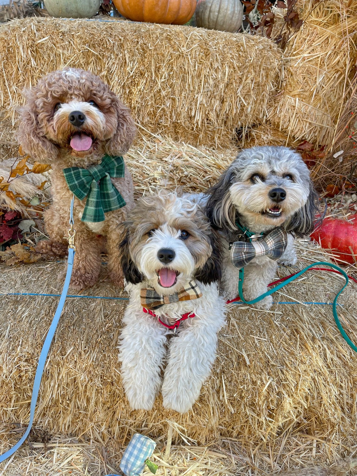 Forest Plaid Flannel Dog Sailor Bow
