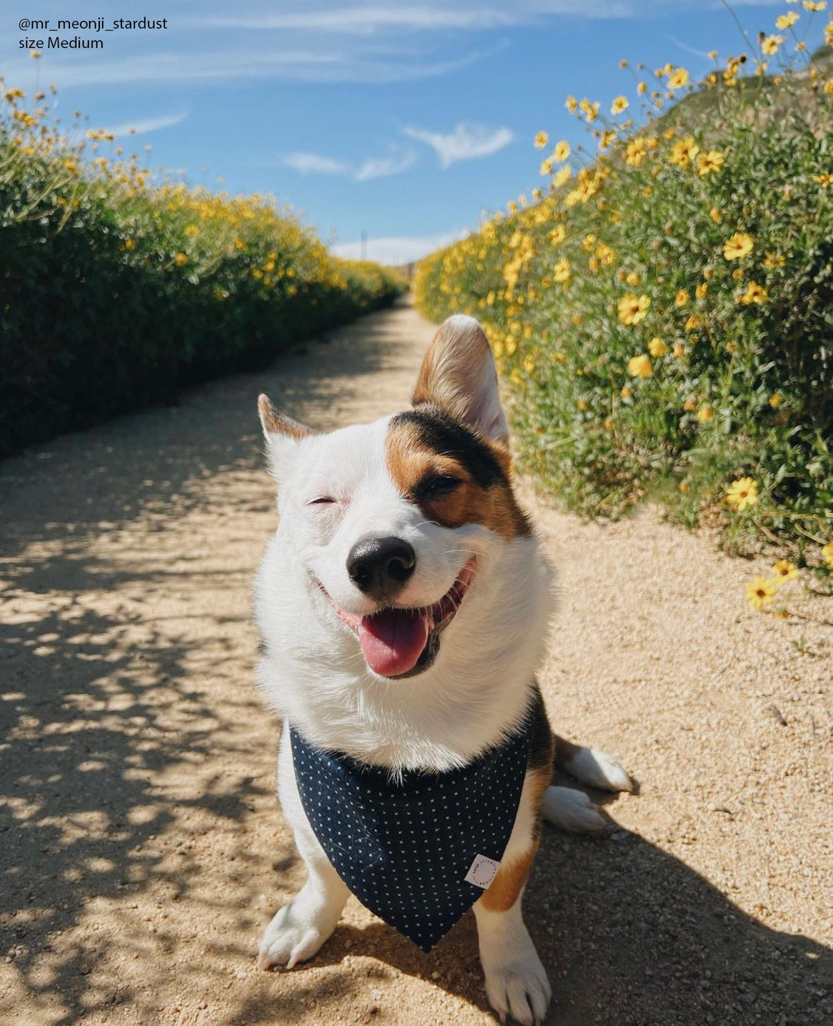 Classic Navy Dog Bandana