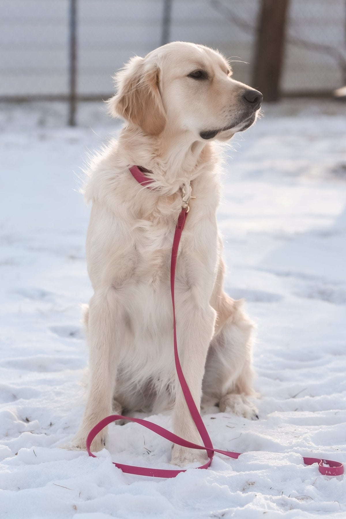 Cloud Dog Collar Bundle