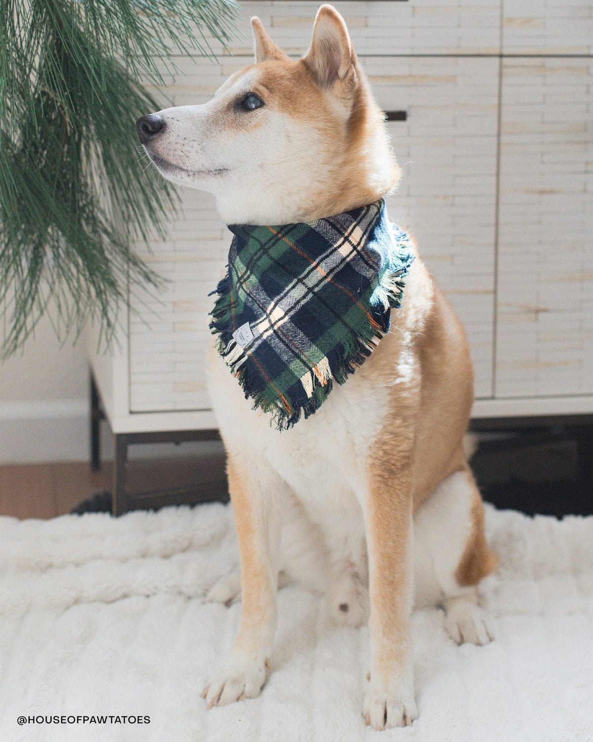 Evergreen Plaid Dog Sailor Bow