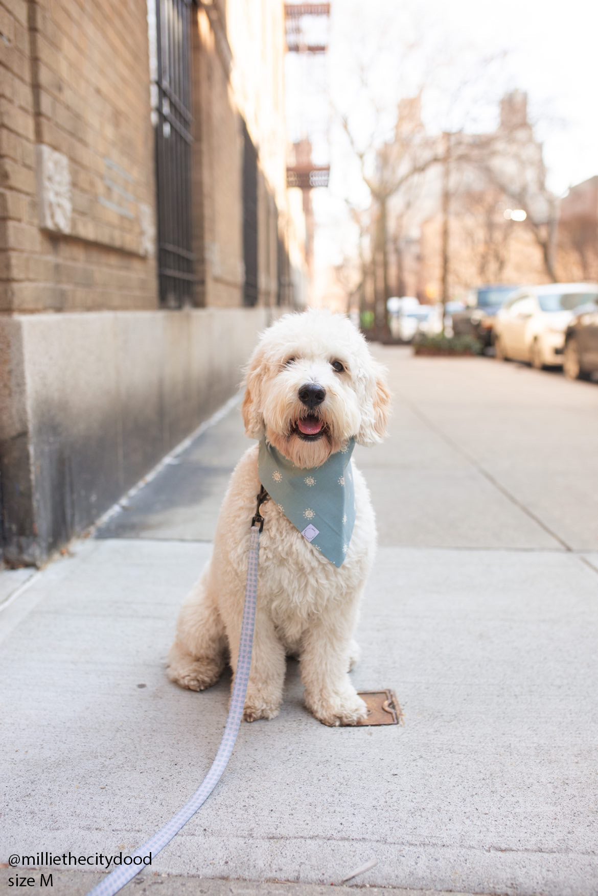 Sunny Mood Dog Bandana