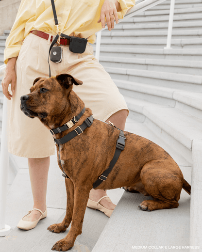 Cloud Dog Collar Bundle