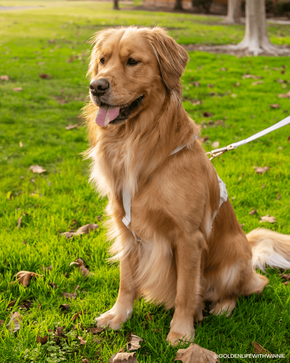 Cloud Lite Dog Harness Bundle