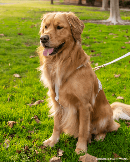 Best Sellers Harness & Standard Treat Pouch Bundle