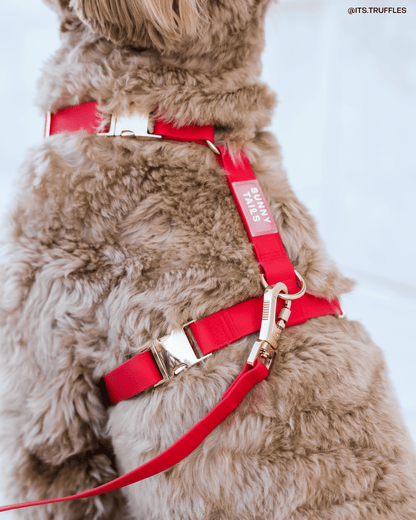 Best Sellers Harness & Standard Treat Pouch Bundle