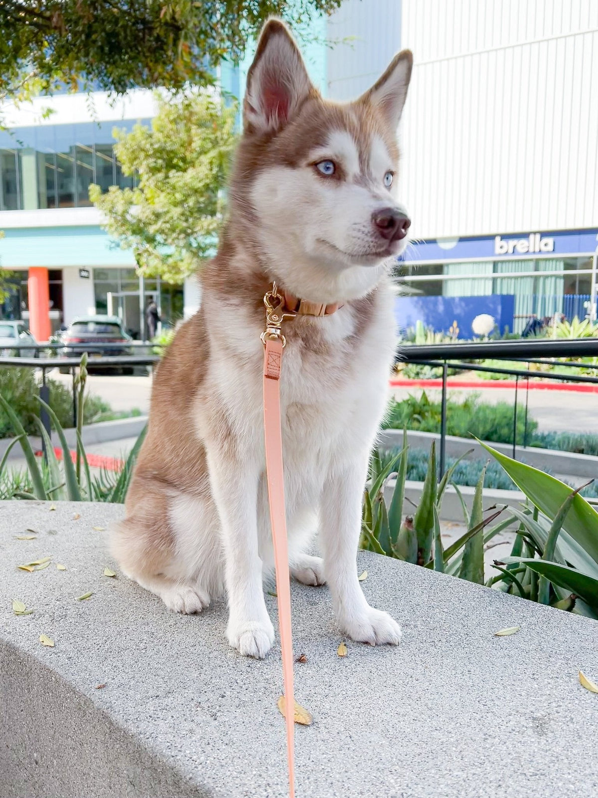 Chai Brown Waterproof Cloud Dog Leash