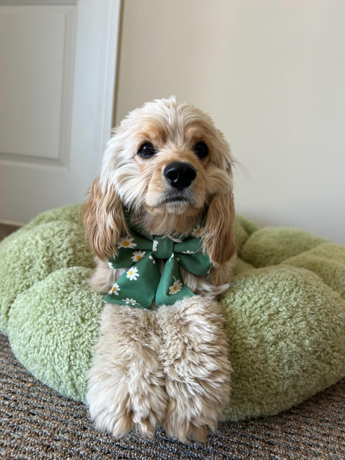 Blooming Daisies Green Dog Sailor Bow