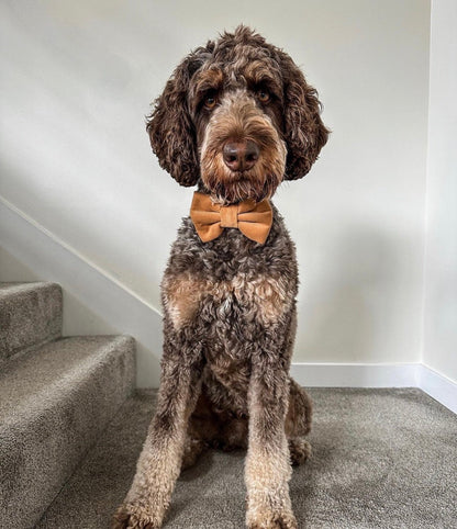 Caramel Corduroy Dog Bow Tie