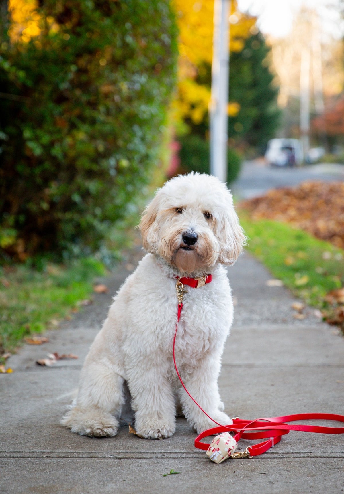Cloud Dog Collar Bundle