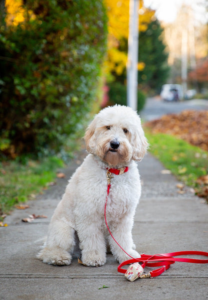 Cloud Dog Collar Bundle