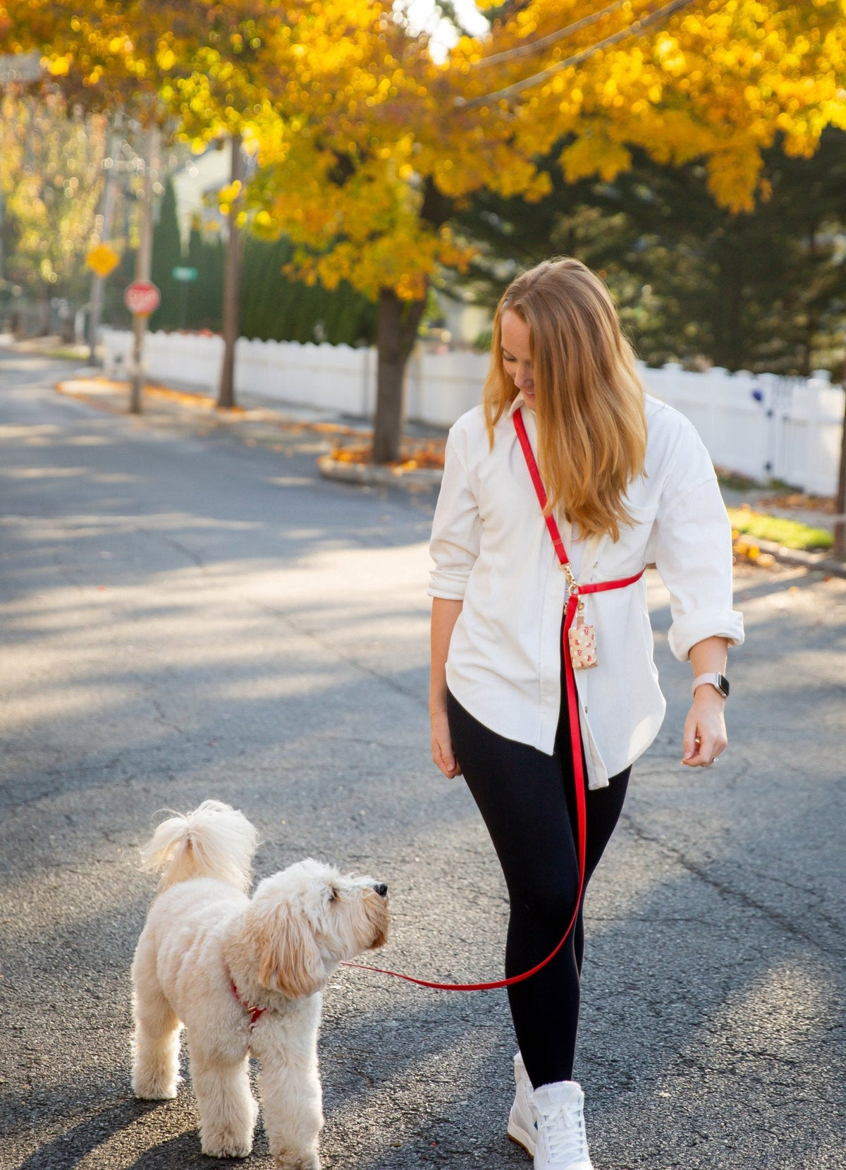Cloud Dog Collar Bundle