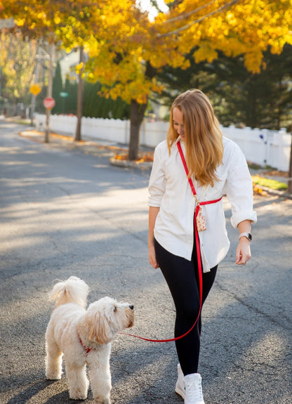 Cloud Dog Collar Bundle