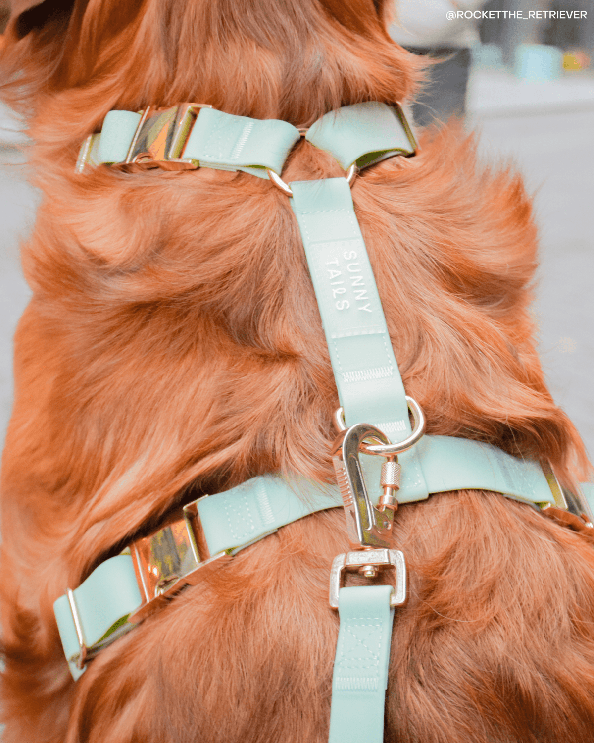 Best Sellers Harness & Standard Treat Pouch Bundle