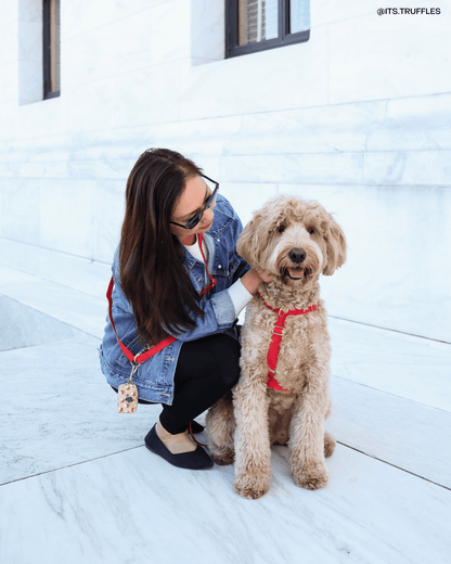 Best Sellers Harness & Standard Treat Pouch Bundle