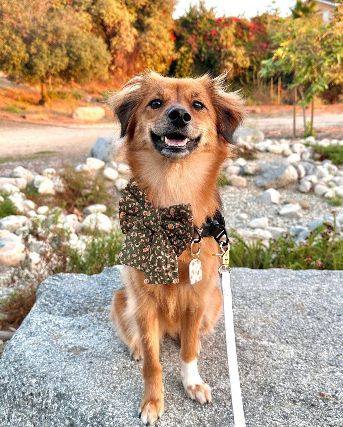 Autumn Florals Corduroy Dog Sailor Bow