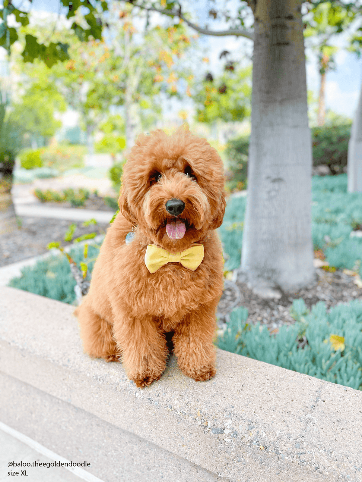 Yuzu Yellow Linen Dog Bow Tie