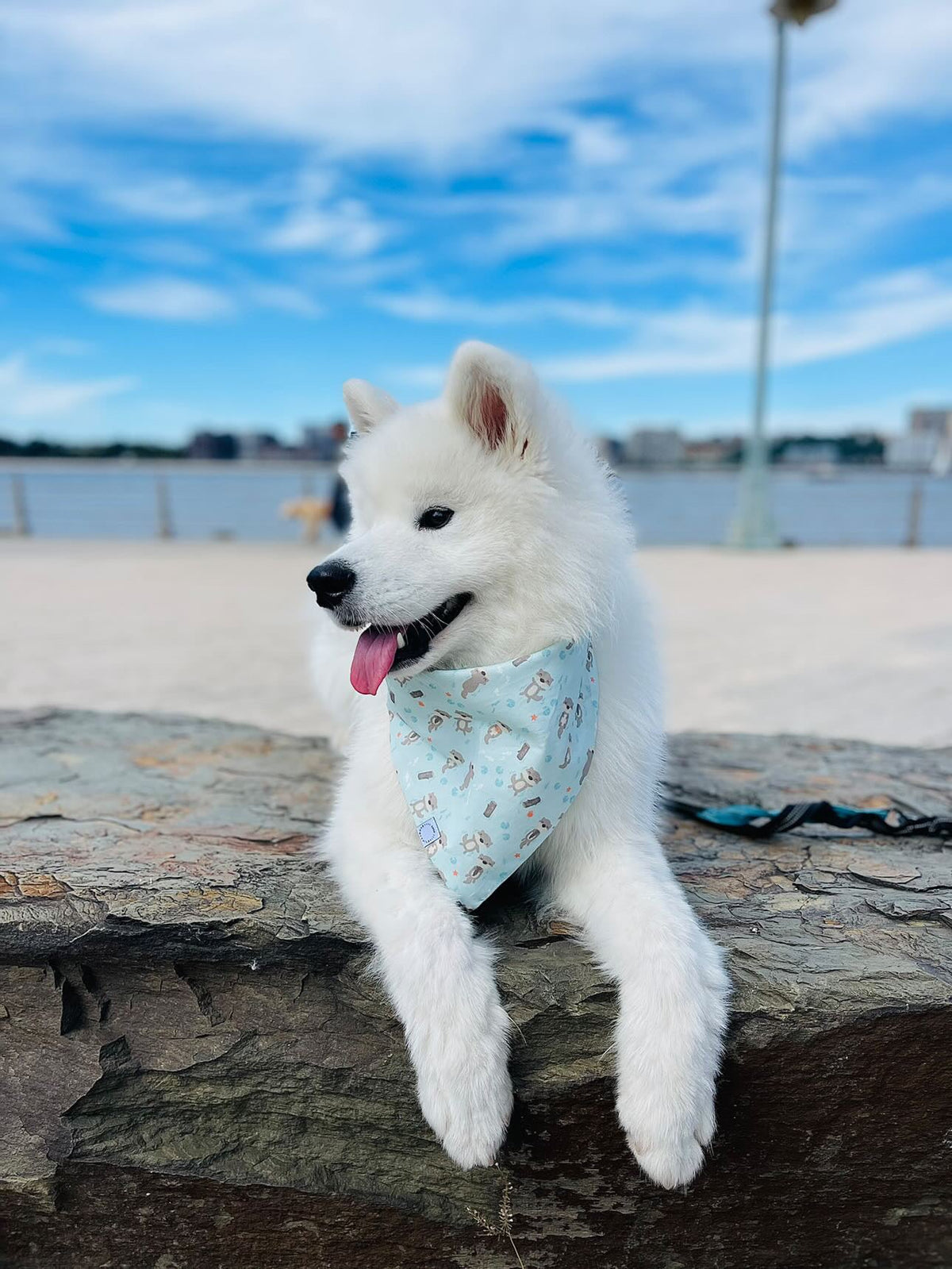 My Otter Half Dog Bandana