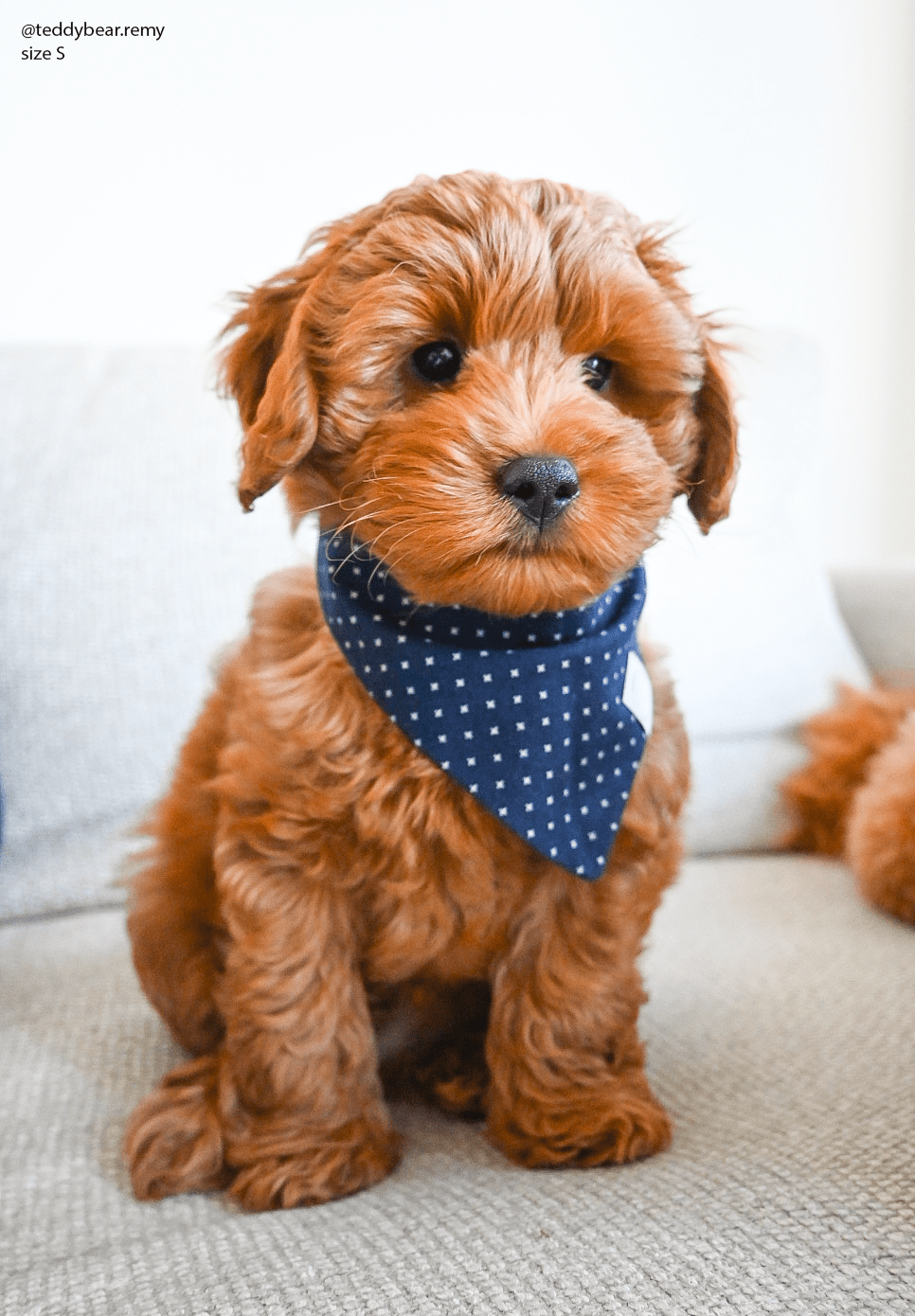 Classic Navy Dog Bandana