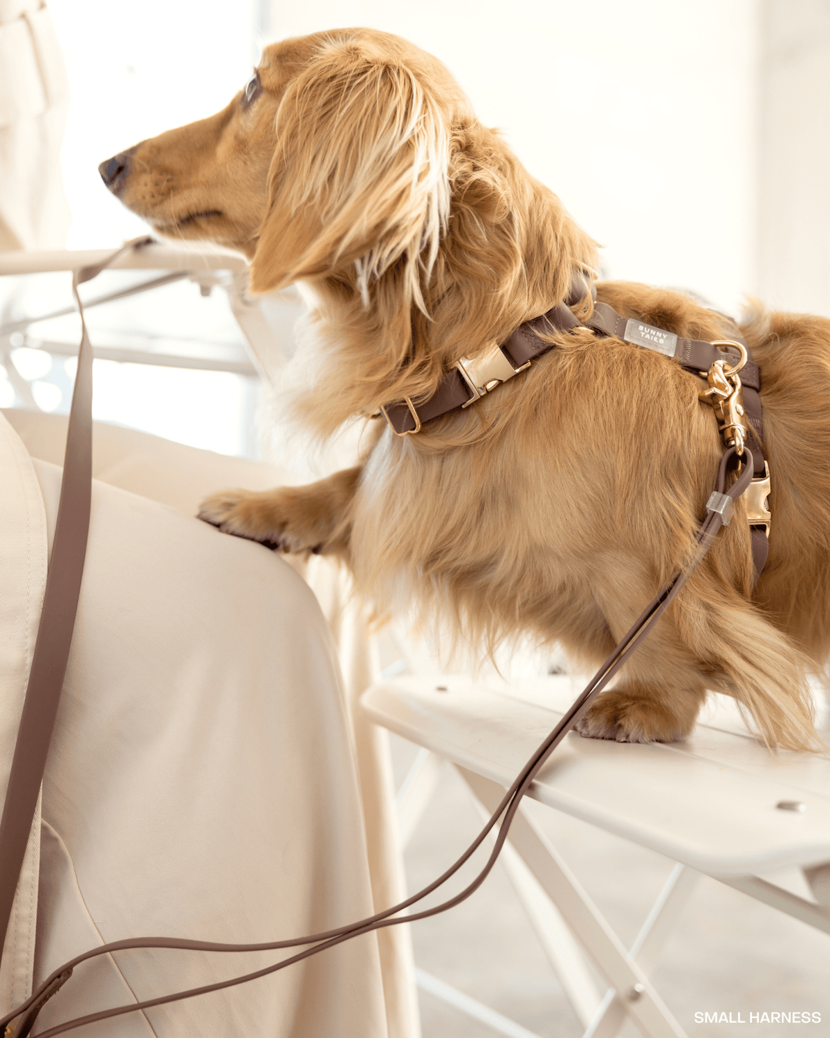 Best Sellers Harness & Standard Treat Pouch Bundle
