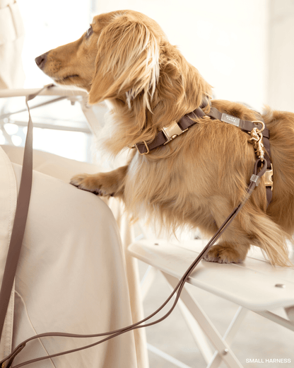Best Sellers Harness & Standard Treat Pouch Bundle