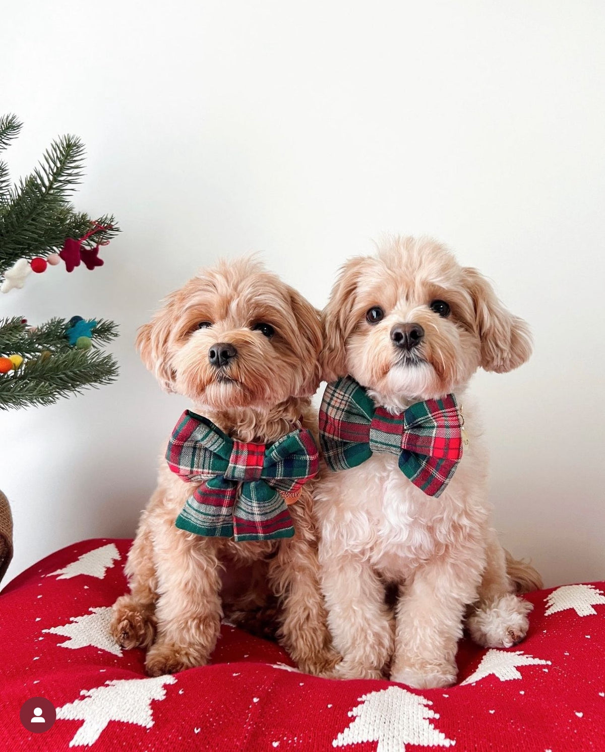 Green Tartan Flannel Dog Sailor Bow