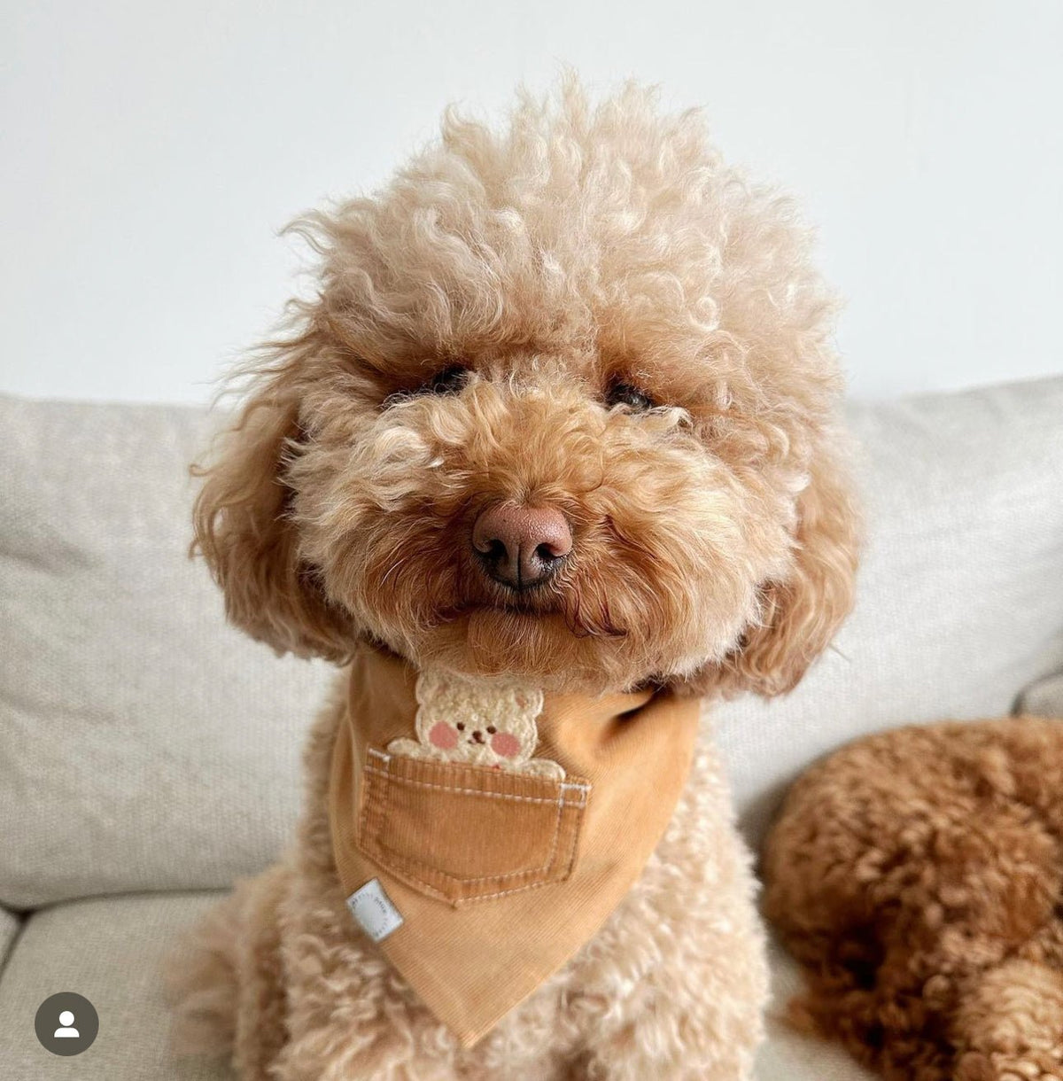 Caramel Corduroy Pocket Teddy Vol. 2 Dog Bandana - Beige