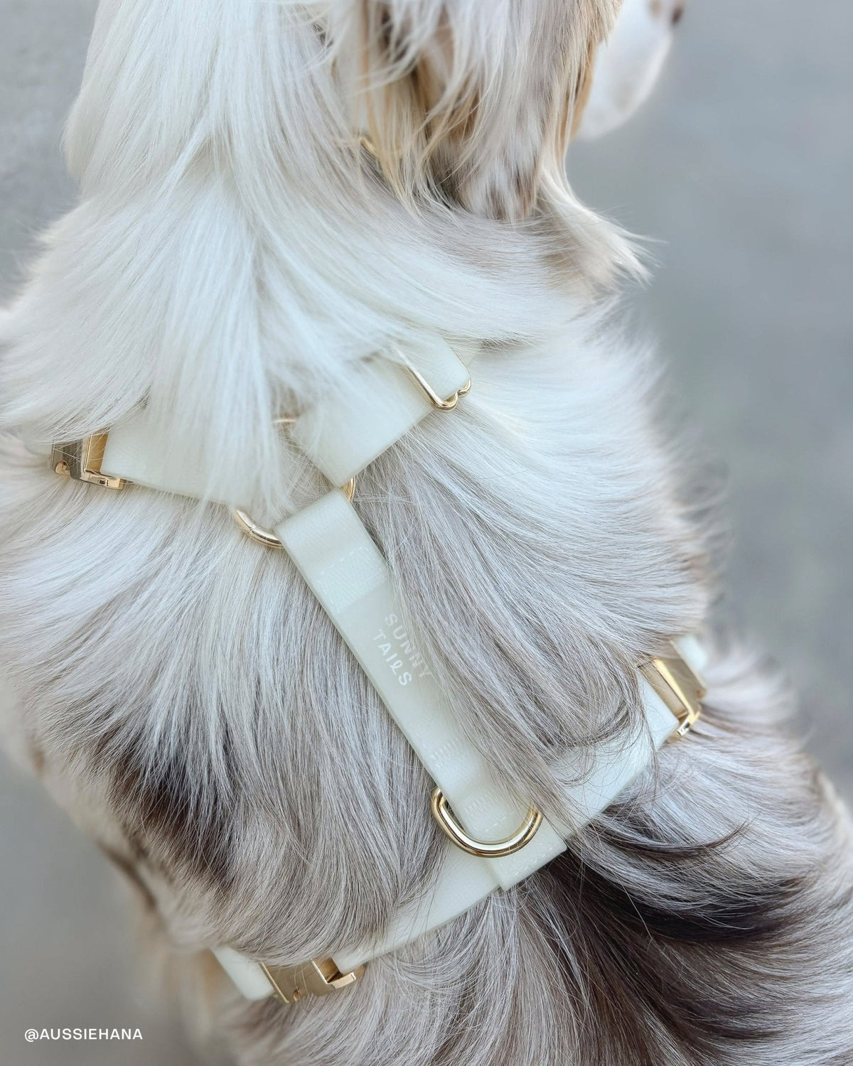 Best Sellers Collar & Treat Pouch Bundle