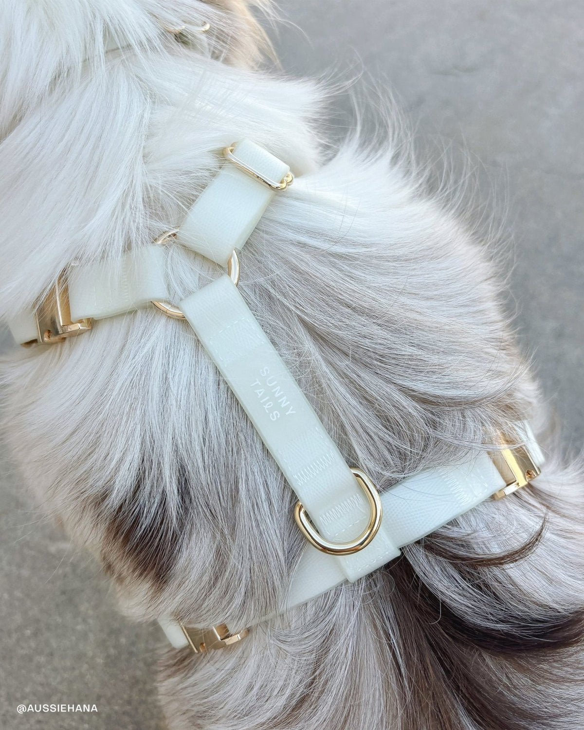 Best Sellers Harness & Standard Treat Pouch Bundle