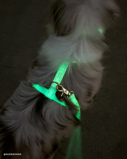 Best Sellers Harness & Large Treat Pouch Bundle