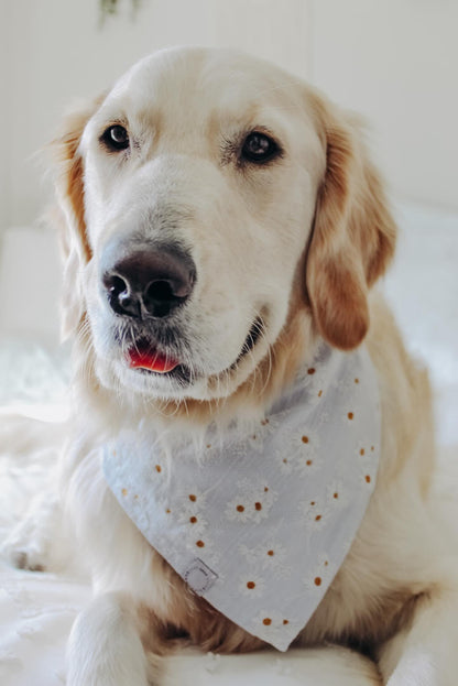 Embroidered Daisies Dog Bandana