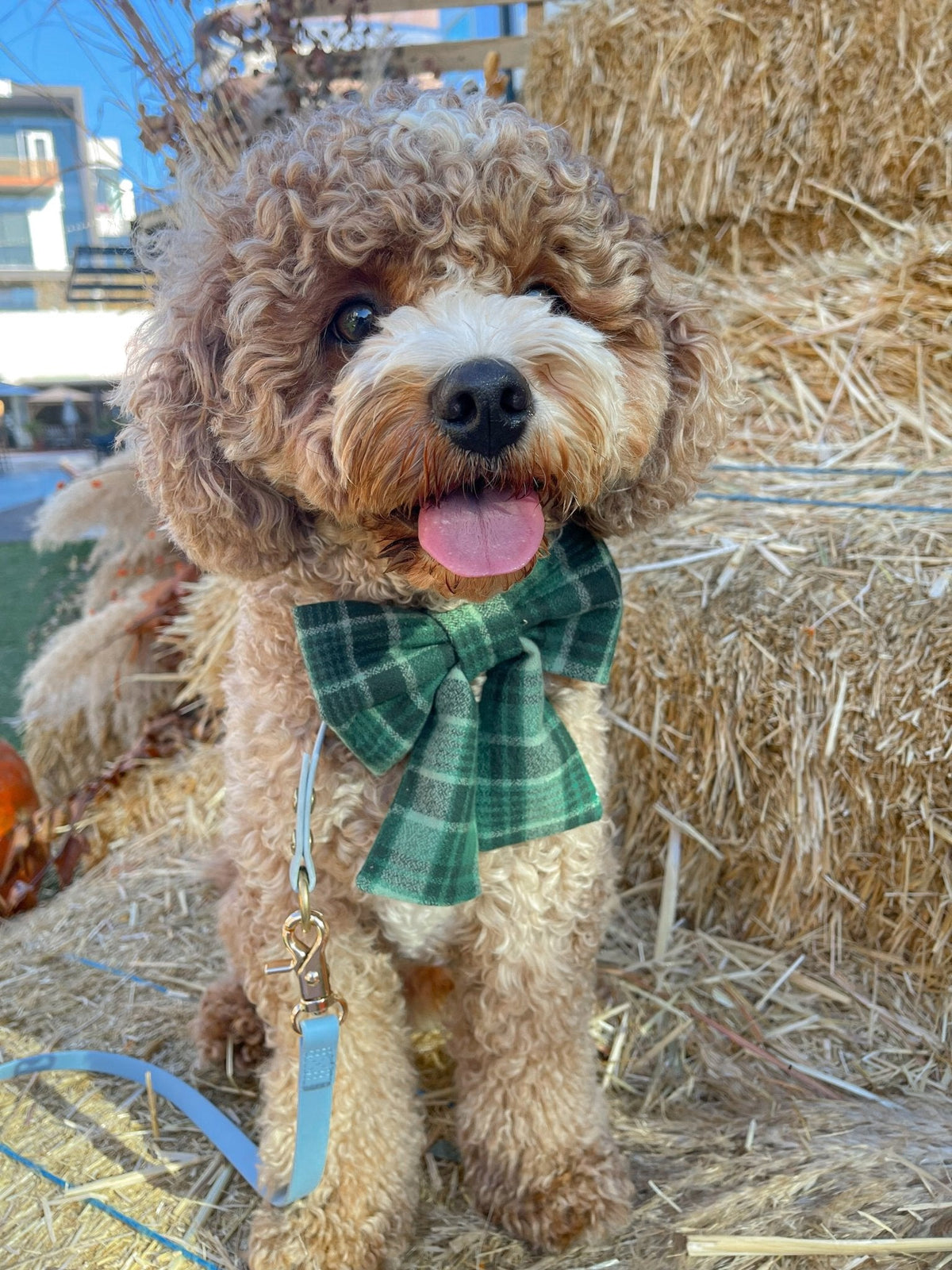 Forest Plaid Flannel Dog Sailor Bow