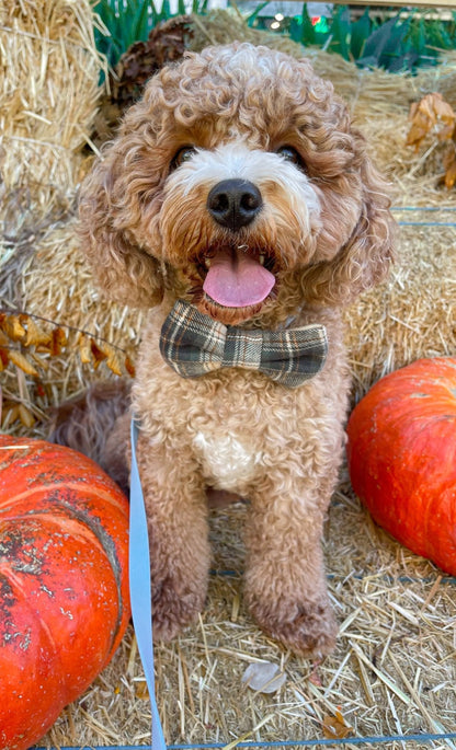 Woodland Plaid Flannel Dog Bow Tie