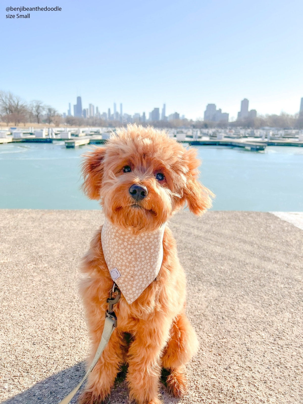 Corduroy Everyday Floral Dog Bandana
