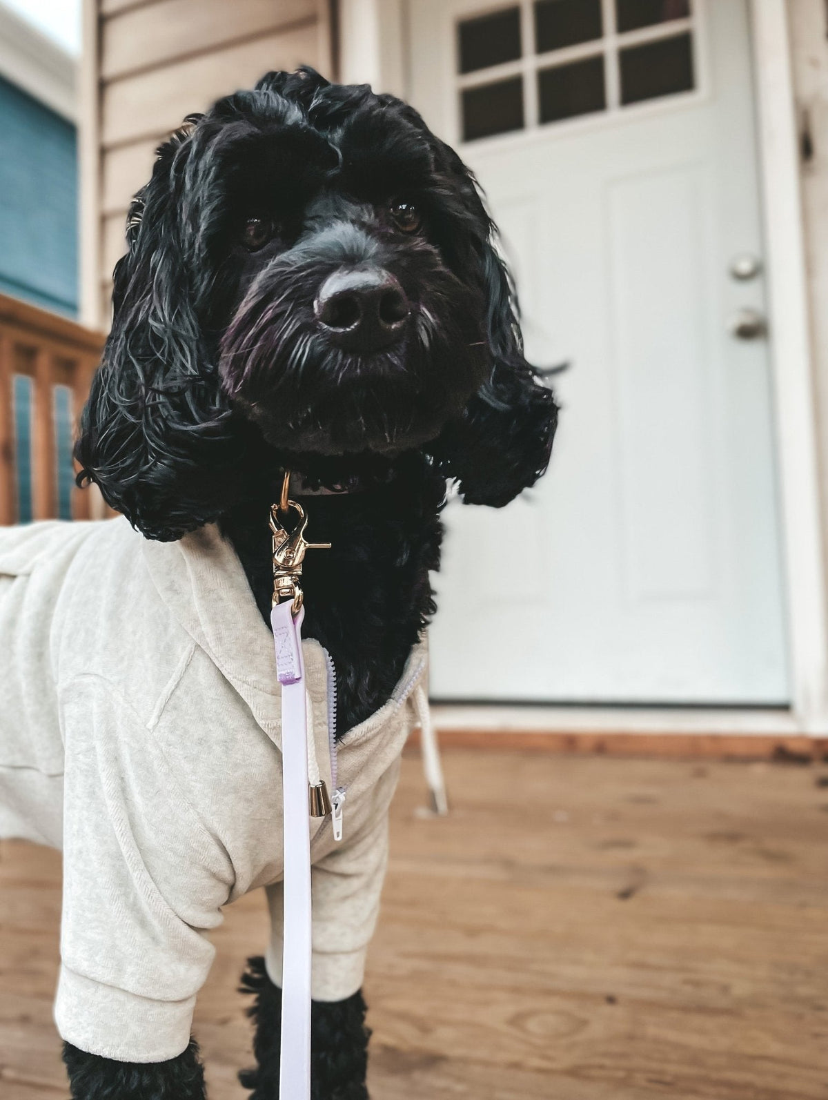 Lavender Haze Waterproof Cloud Dog Leash