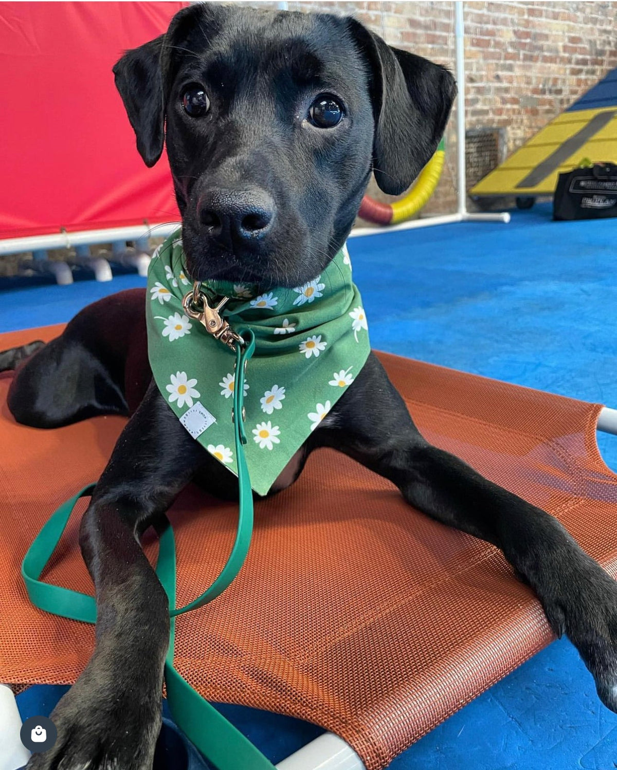 Blooming Daisies Green Dog Bandana