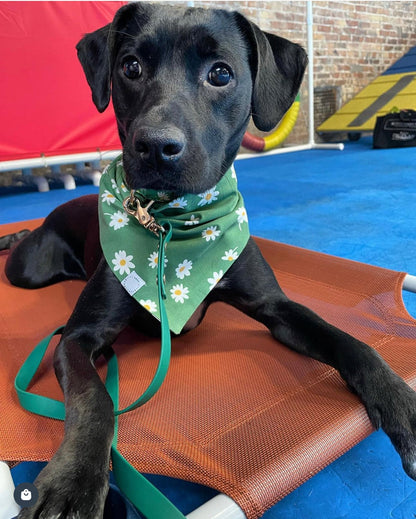 Blooming Daisies Green Dog Bandana