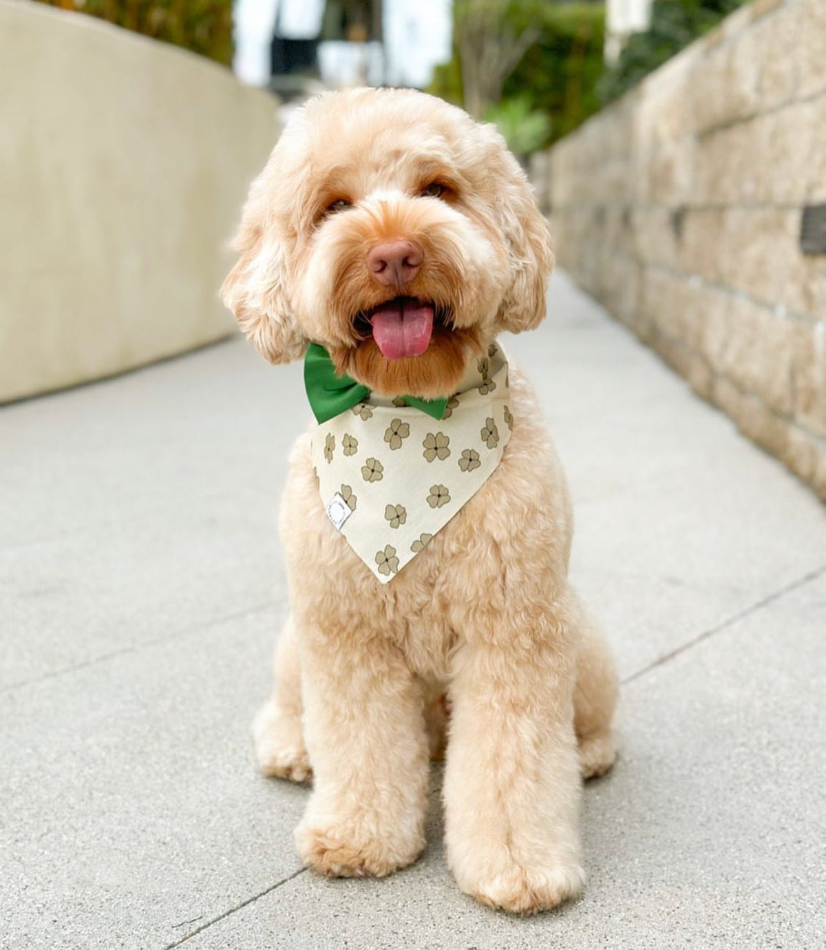 Lucky Clover Corduroy Dog Bandana