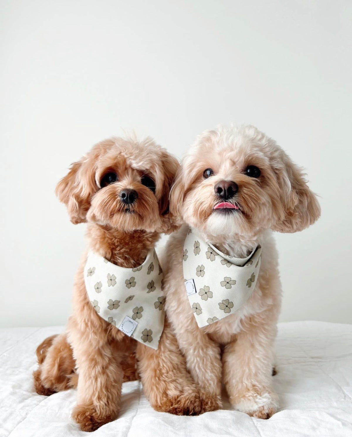 Lucky Clover Corduroy Dog Bandana