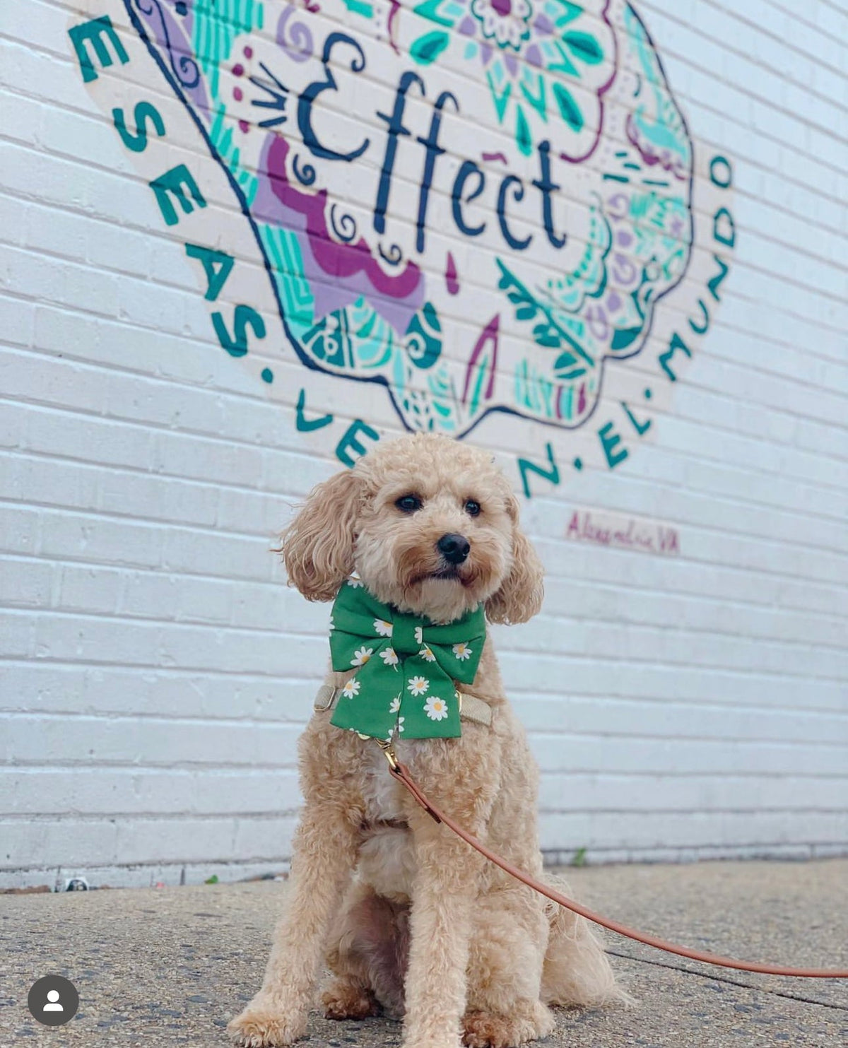 Blooming Daisies Green Dog Sailor Bow