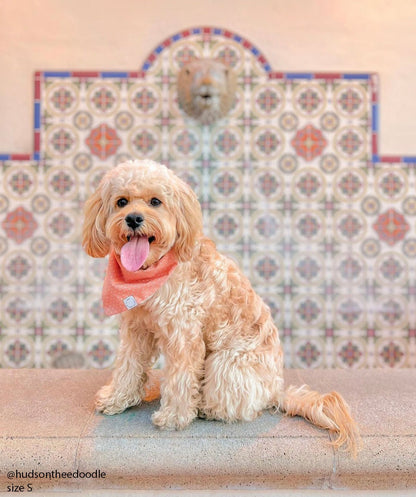 Classic Melon Dog Bandana