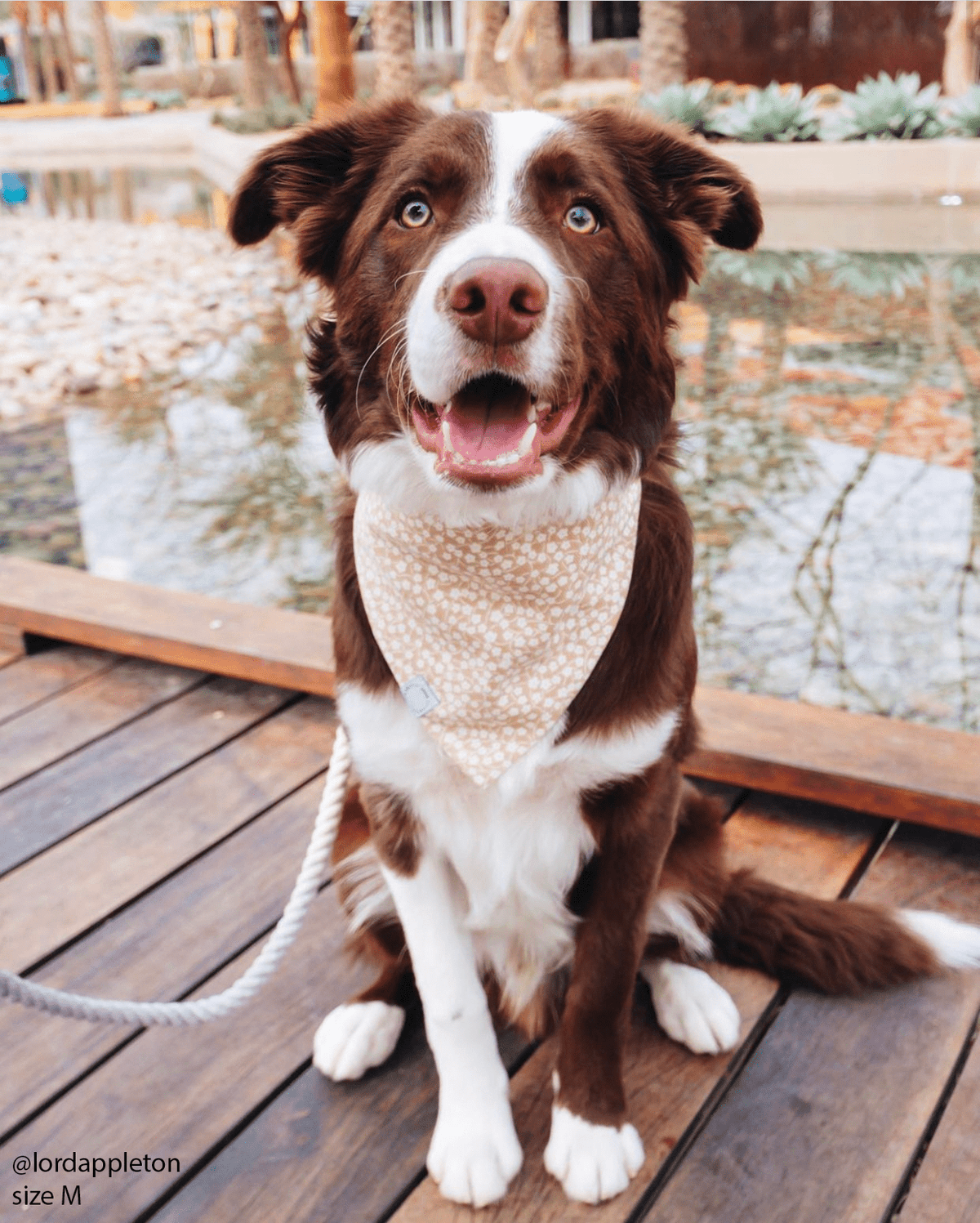 Corduroy Everyday Floral Dog Bandana
