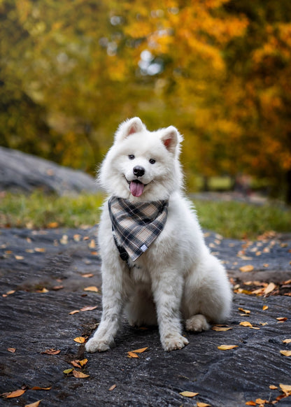 Woodland Plaid Flannel Dog Bandana