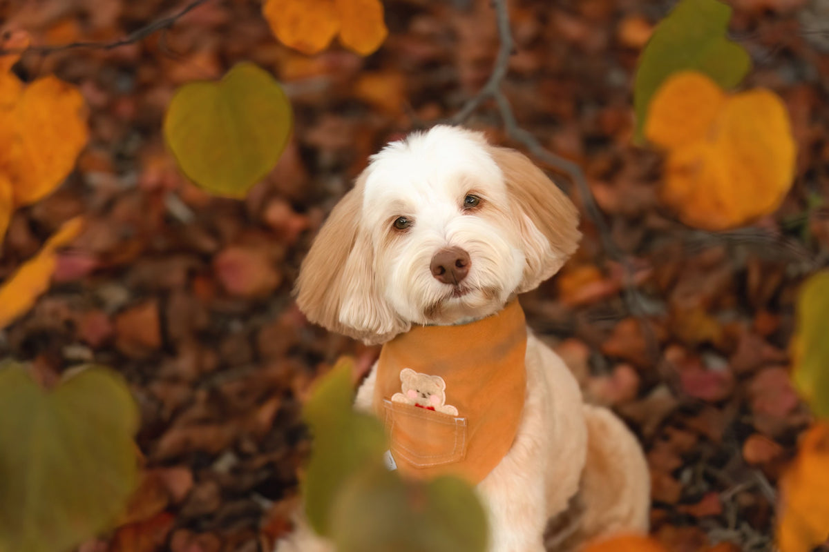 Caramel Corduroy Pocket Teddy Vol. 2 Dog Bandana - Beige