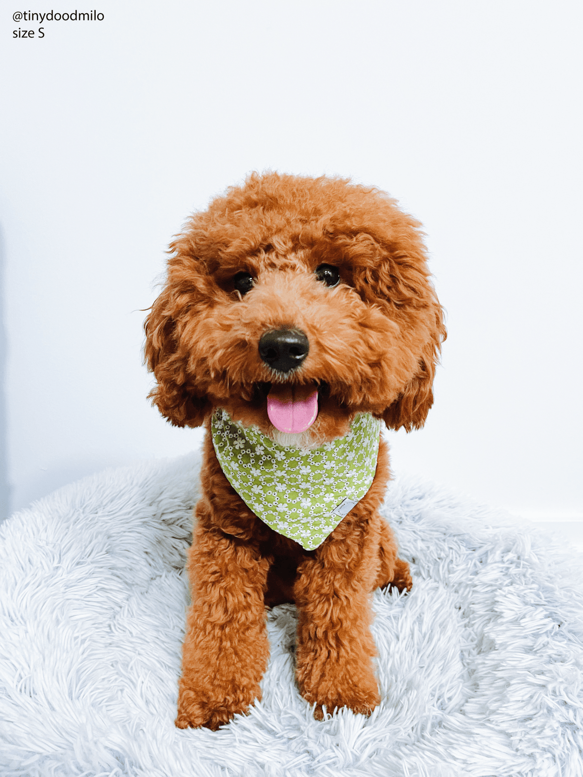 Olive Eyelet Dog Bandana