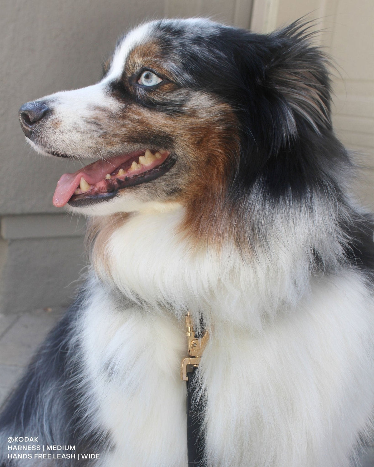 Ember Black Cloud Lite Dog Harness