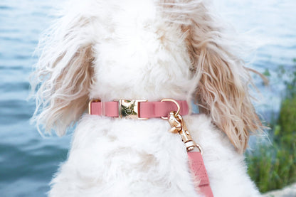 Cloud Dog Collar Bundle