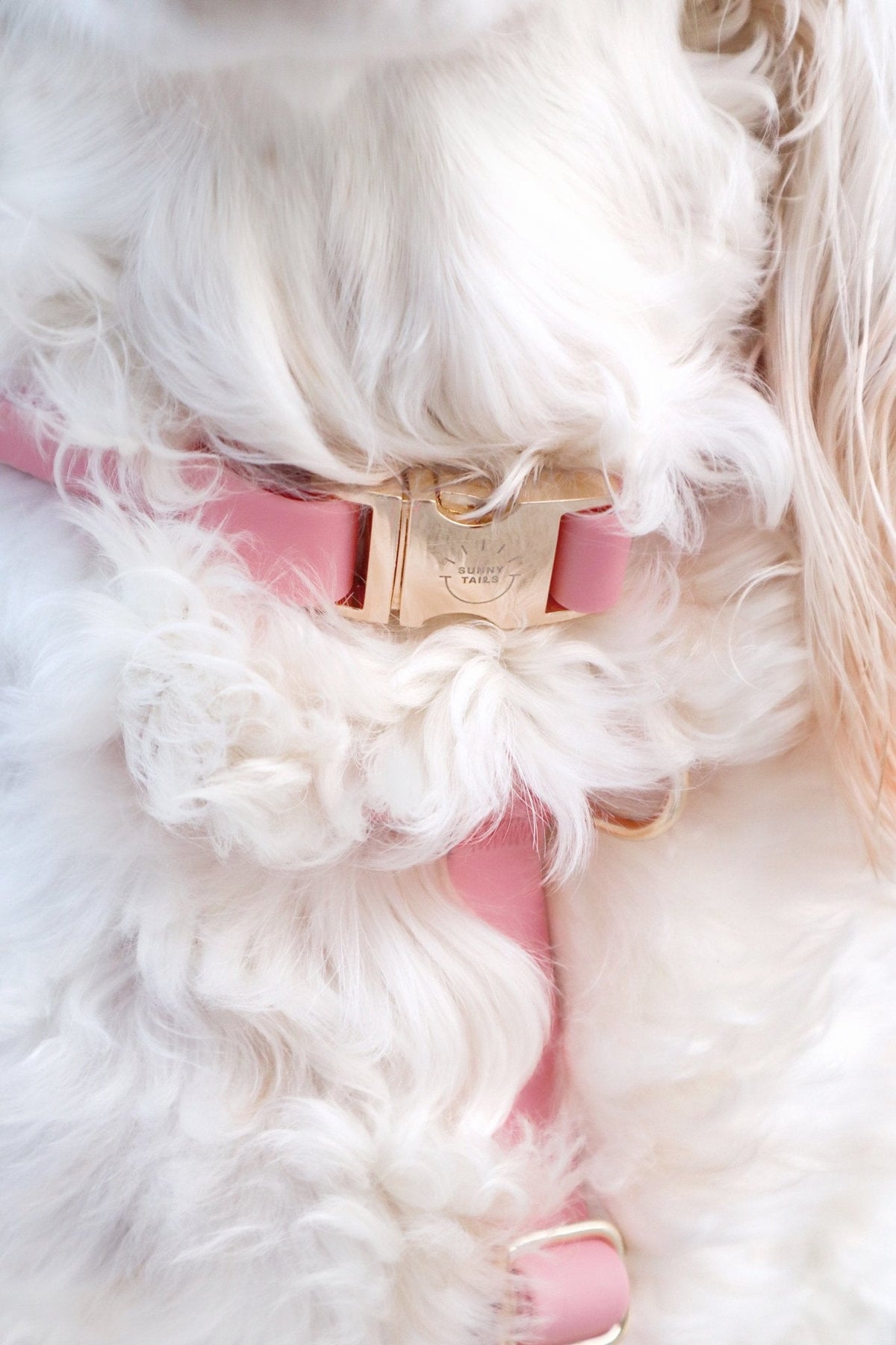 Cloud Dog Collar Bundle