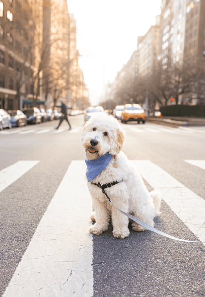 Blue Herringbone Flannel Teddy Bear Dog Bandana