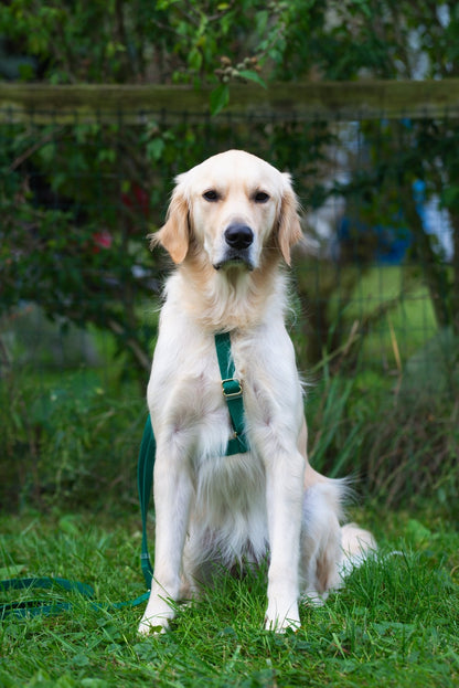 Meadow Green Cloud Lite Dog Harness